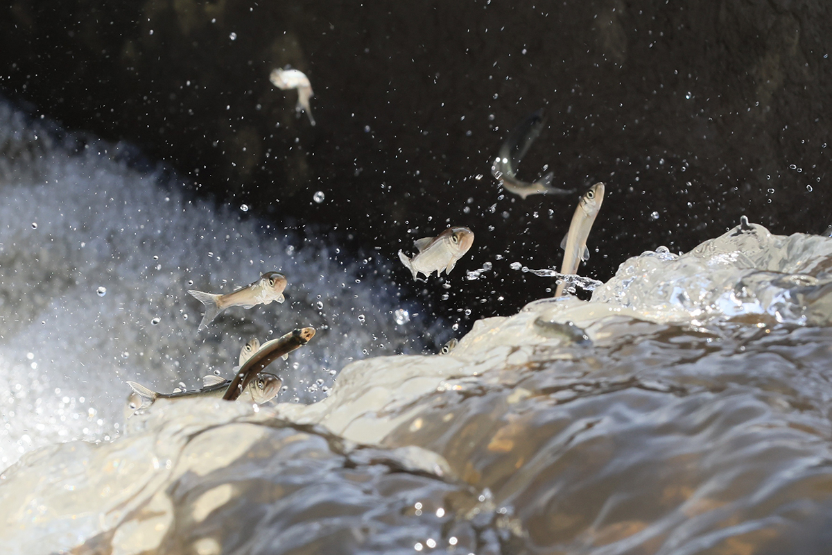 茨城県県民生活環境部部長賞「生きる」鈴木　英明さん（常陸大宮市）