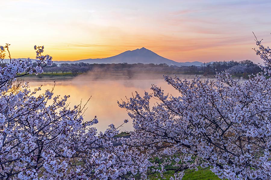 奨励賞「桜咲く」中山　光一さん（筑西市）