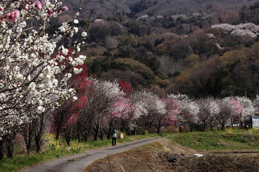 奨励賞「里の春」藤田　正司さん（つくば市）