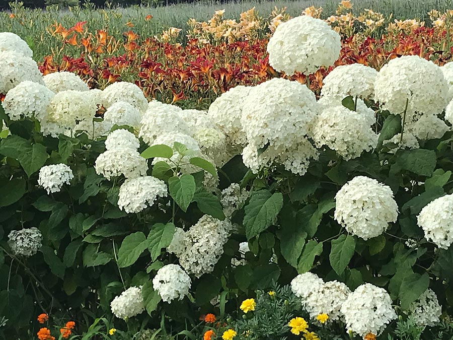 佳作「涸沼のあじさい祭、私の花マリーゴールドとあじさい」青木　真理さん（茨城町）