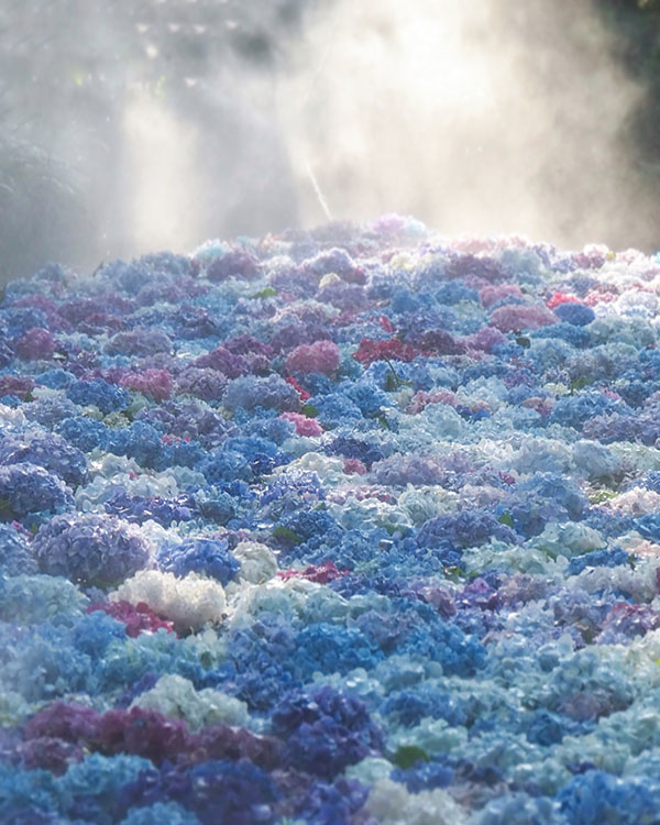 審査員特別賞「紫陽花の絨毯」菅野　美咲さん（桜川市）