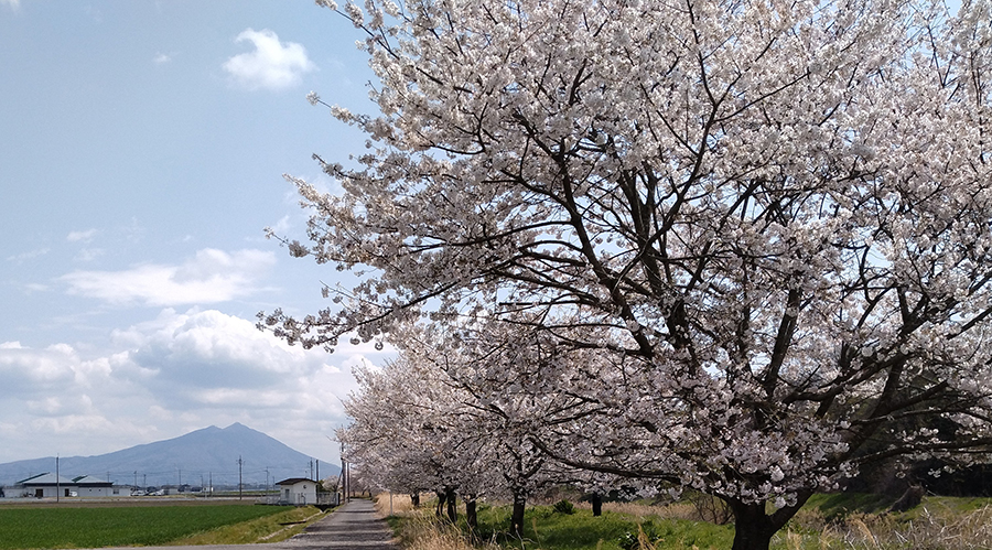 審査員特別賞「桜景色」水柿　柊さん（筑西市）
