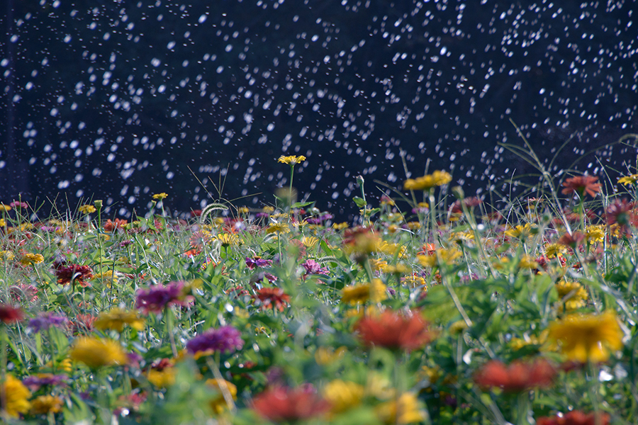審査員特別賞「気持ちいいね」久須美　忍さん（ひたちなか市）