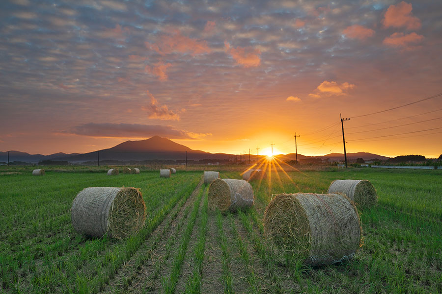 審査員特別賞「目覚め」大和田　健さん（下妻市）